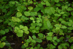 Sida rhombifolia subsp. retusa